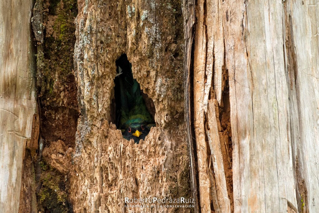 qrodigital-sierra-gorda-fauna-grupo-ecologico-en-casa