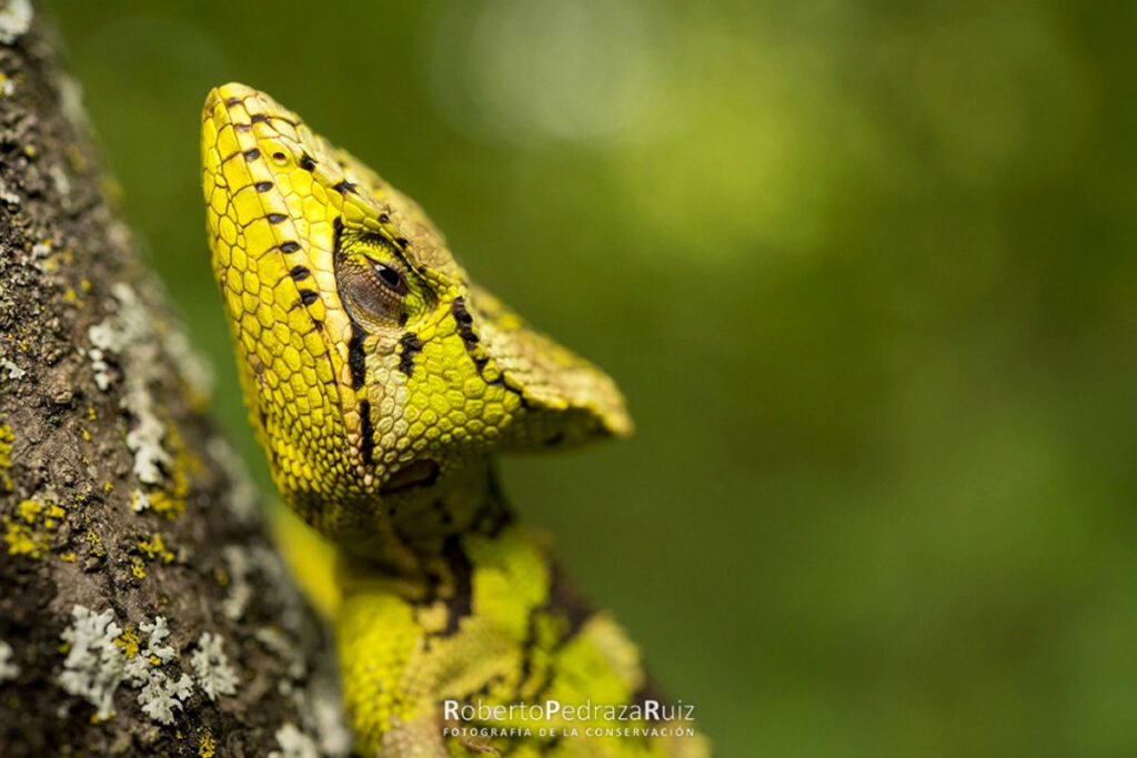 qrodigital-sierra-gorda-fauna-grupo-ecologico-laemanctus