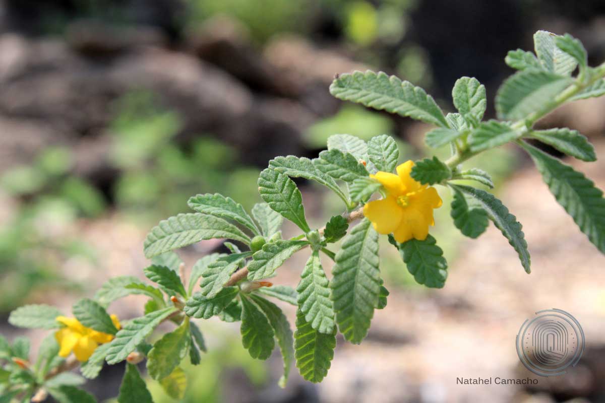 qrodigital-jardin-etnobiologico-conca-ecoturismo-damiana-turnera-diffusa