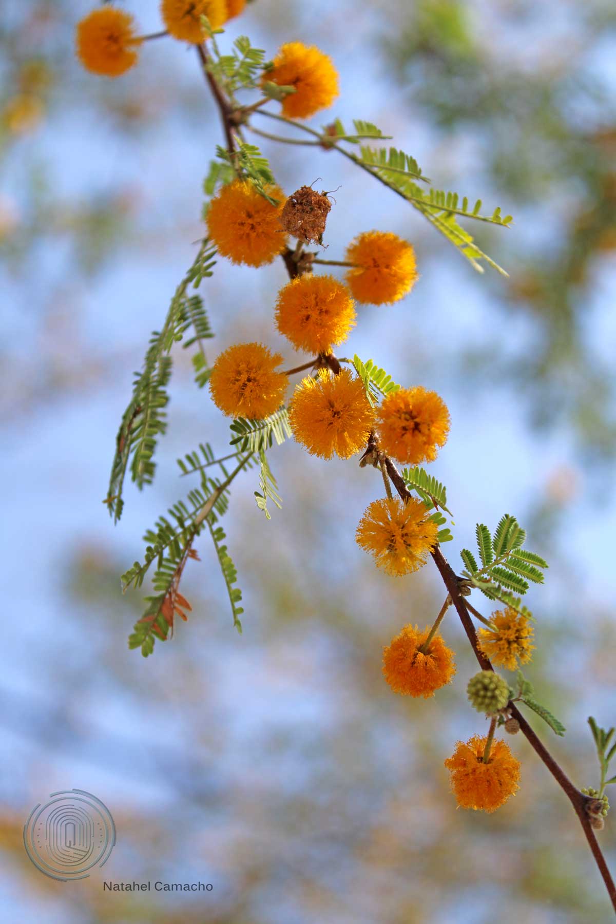 qrodigital-jardin-etnobiologico-conca-ecoturismo-flores-de-huizache-acasia-farnesiana