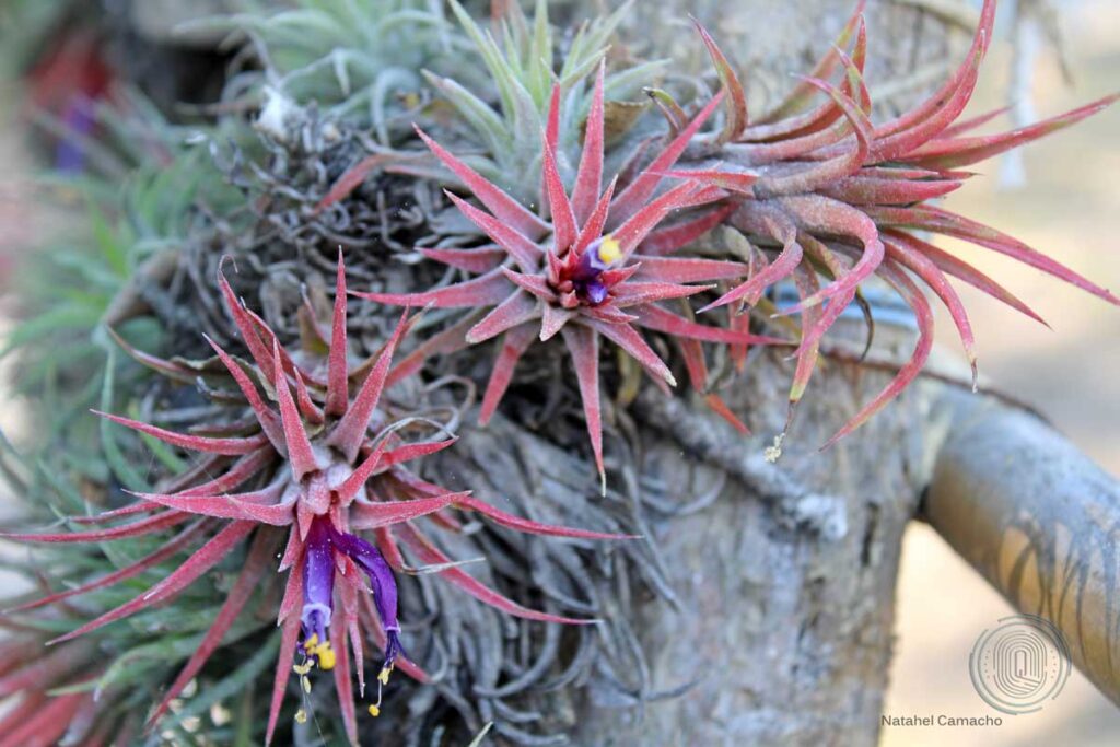 qrodigital-jardines-arroyo-seco-ecoturismo-gallitos-tillandsia-fasciculata