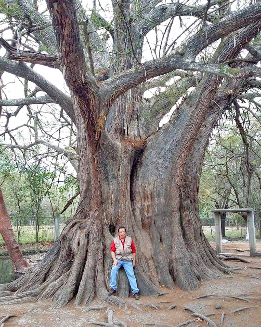 qrodigital-arroyo-seco-magicos-sitios-naturales-turismo-ecologico-arbol-milenario