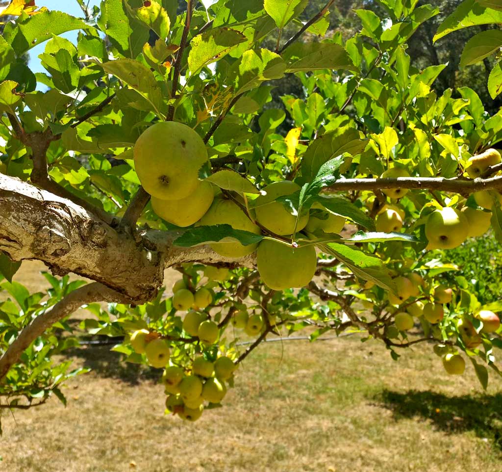 qrodigital-turismo-san-joaquin-manzanas-fruta-bebidas-naturaleza-sierra-gorda