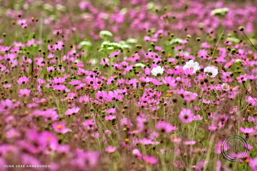 qrodigital-turismo-queretaro-mirasoles-amealco-flor-flores-campo-fotos-naturaleza-ecologico-belleza