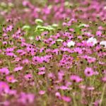 Los campos amealcenses se visten de mirasoles